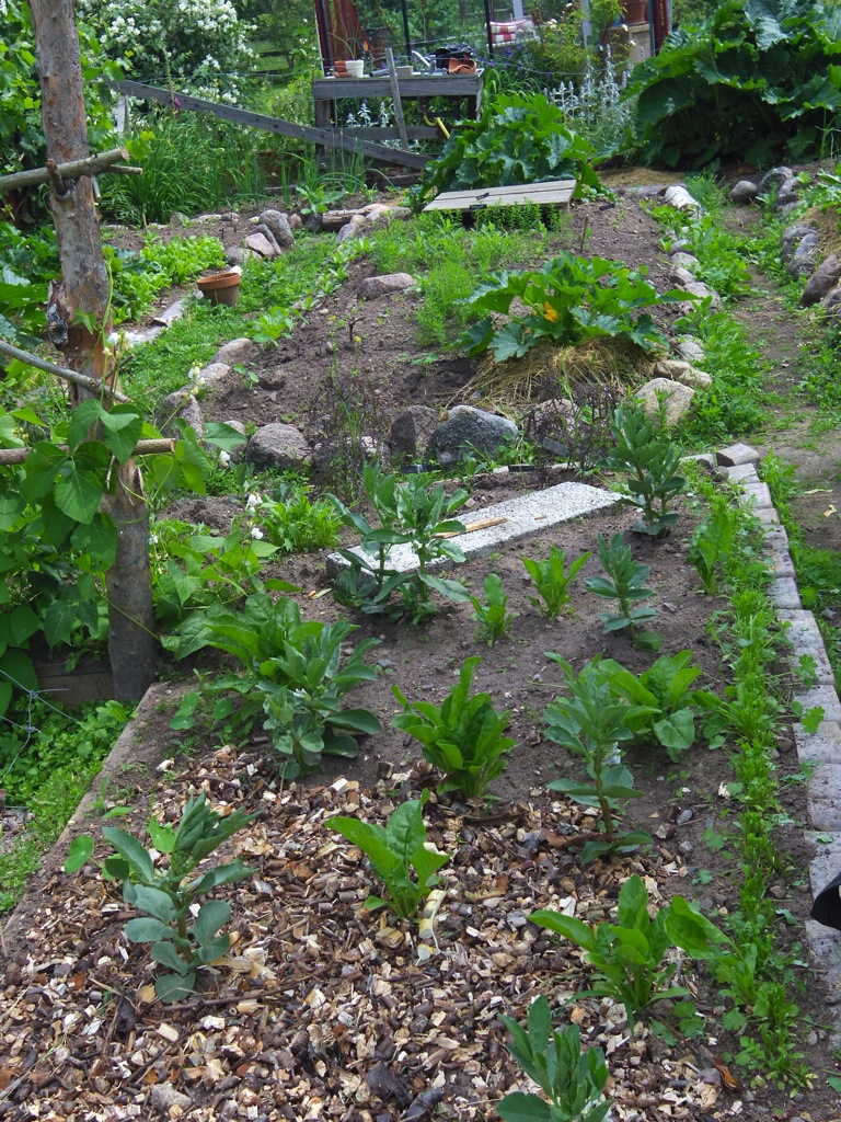 Grönsaksland blir klart för regn