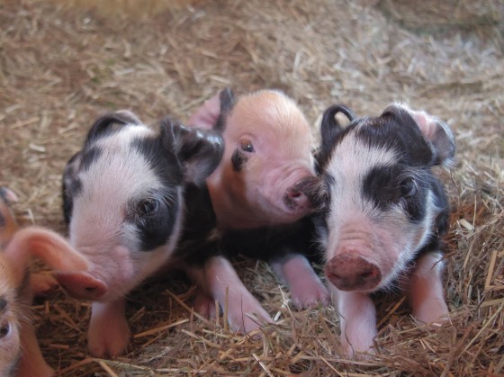 Tre små grisar