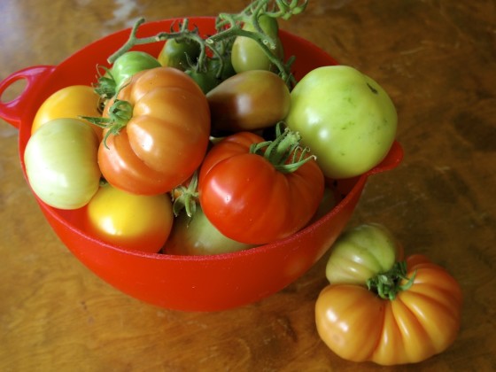 Tomatskörd